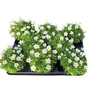 Afbeelding van Saxifraga P10.5 Pearl White